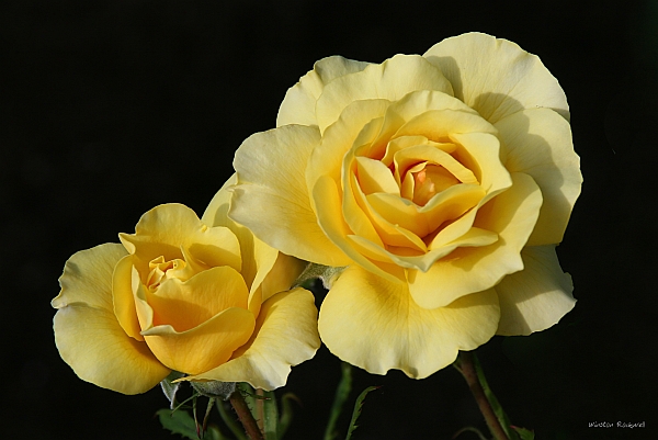 pair of yellow roses...
