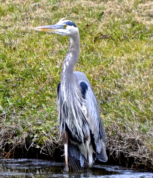 Just another Heron...