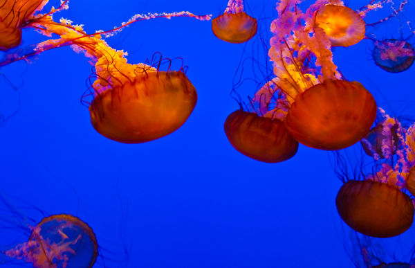 Monterey Bay Aquarium Jellies...