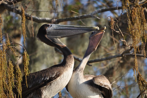 Brown pelicans...