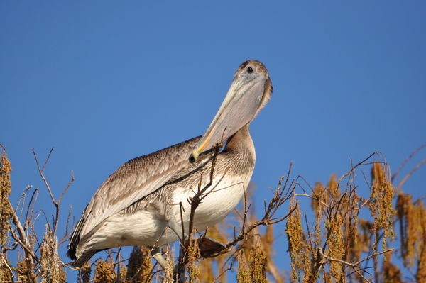 Brown pelican...