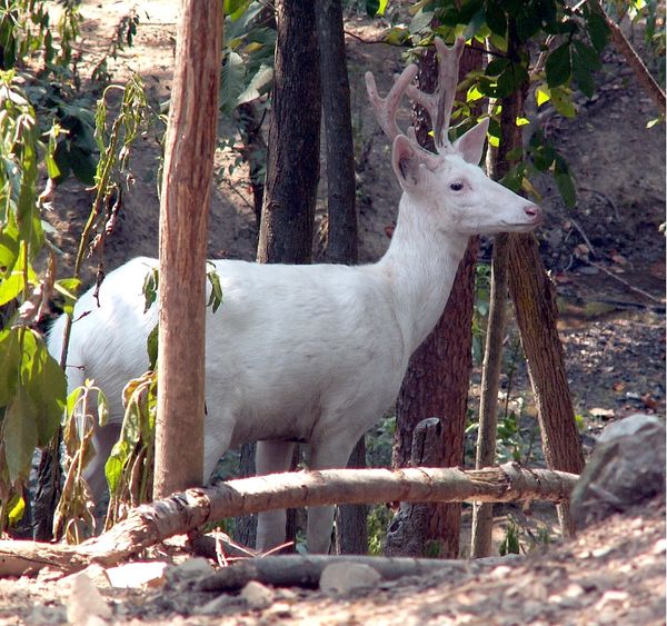 albino deer...