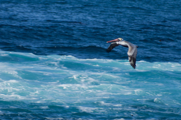 Pelican - Monterey...