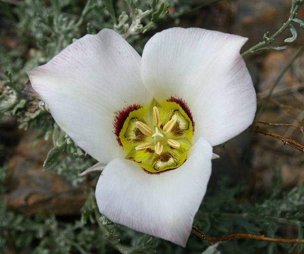 Sego Lily: Utah state flower...
