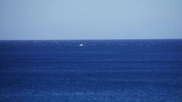Full Size image. Whale Breaching...