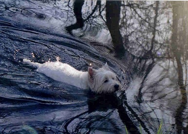 swimming westie dif day, I miss him so...