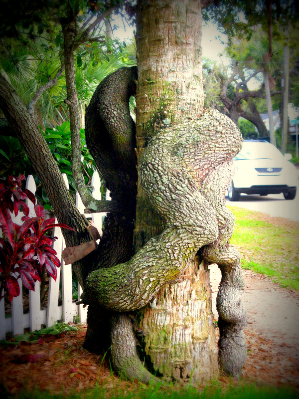 a tree in New Smyrna Beach, Fla. i really like one...