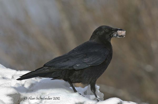 Crow...