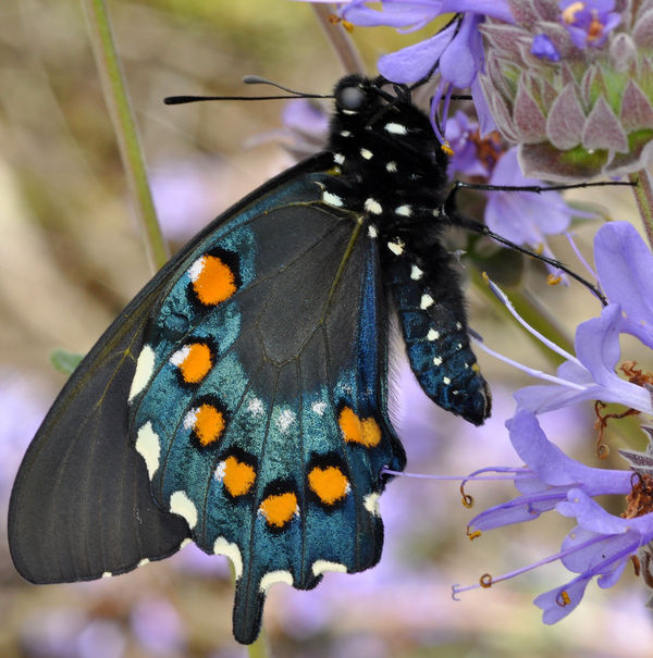 #1 - Recently Eclosed Pipevine Swallowtail, male, ...