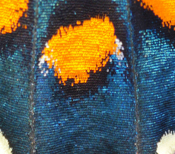 #2 - Pipevine Swallowtail Eye Spot, approx. life-s...