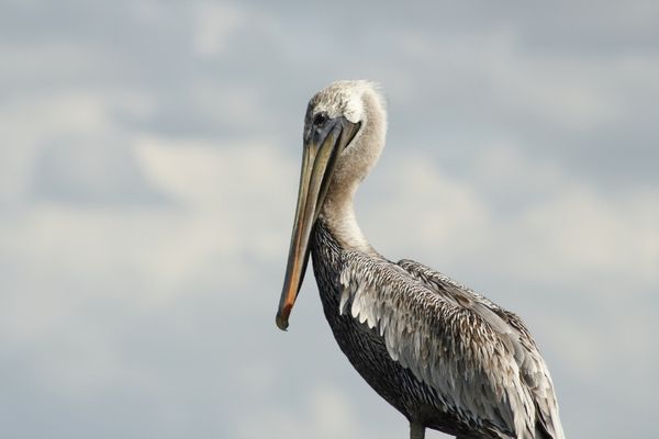Pelican eye view...