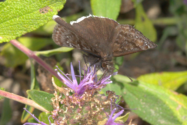 Funeral Duskywing Butterfly (Erynnis funeralis)...
