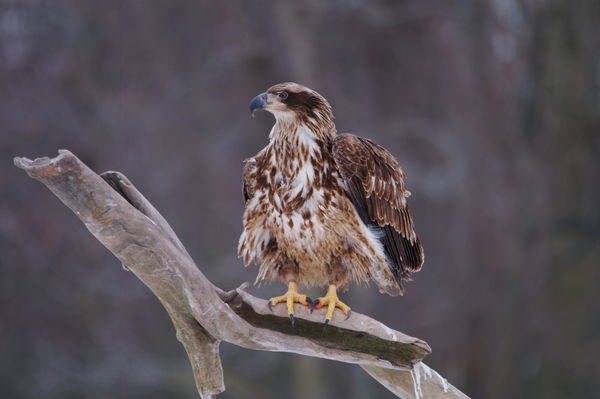 Imm eagle on perch...
