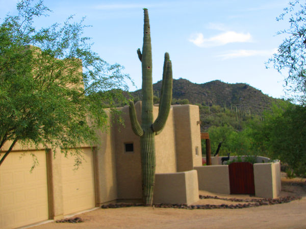 CAVE CREEK sguaro with modern adobe - the hill beh...