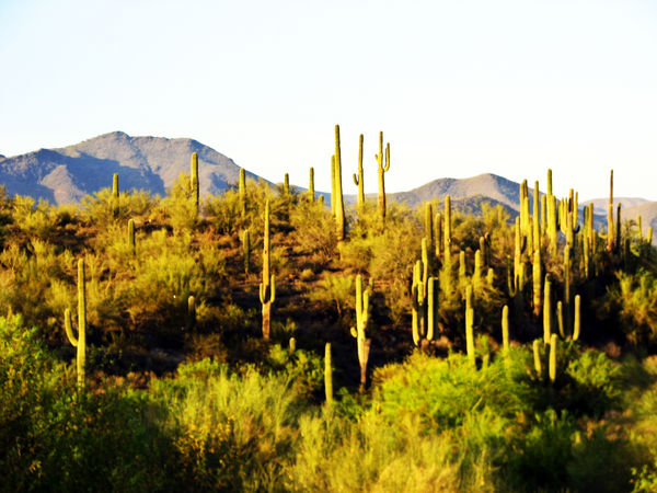 CAVE CREEK saguaros outside of Rancho Mañana...
