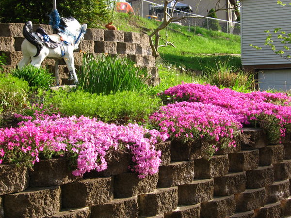 part of my garden ..purple phlox no playing with, ...