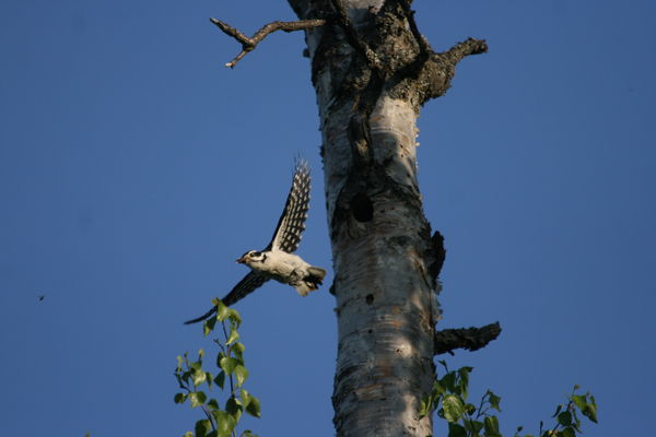 Hairy woodpecker in flight...