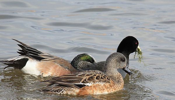 Male & Female American Wigeon and American Coot...