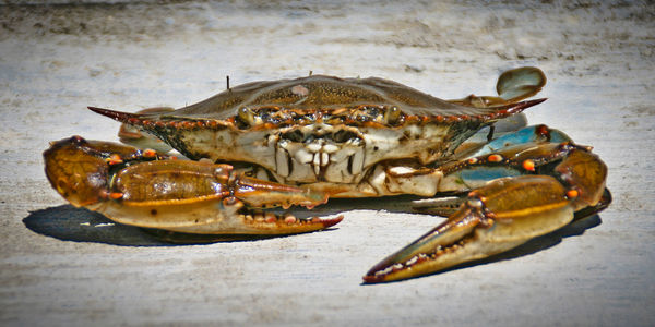 crabs anyone?...