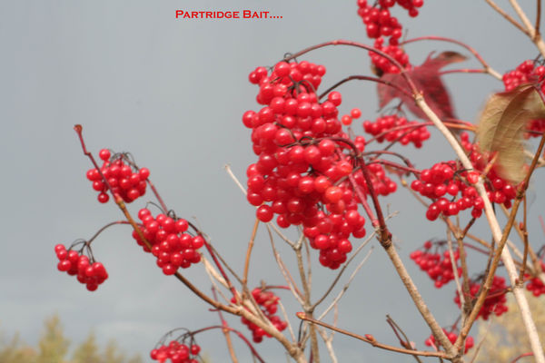 Partridge Berries...