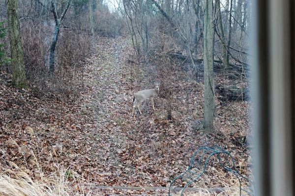 Deer on the trail. 70mm...