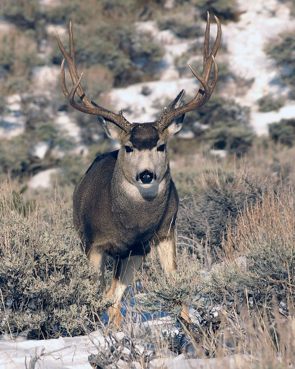 For those that love Mule Deer: Here are few photos for those that love ...