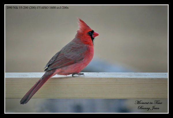 Mr. Cardinal...