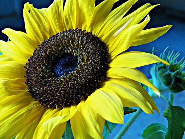 sunflower closeup...