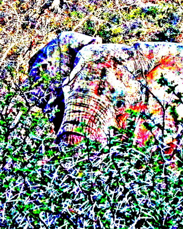 ELEPHANT HIDDEN IN THE BUSH - AFRICA '11...