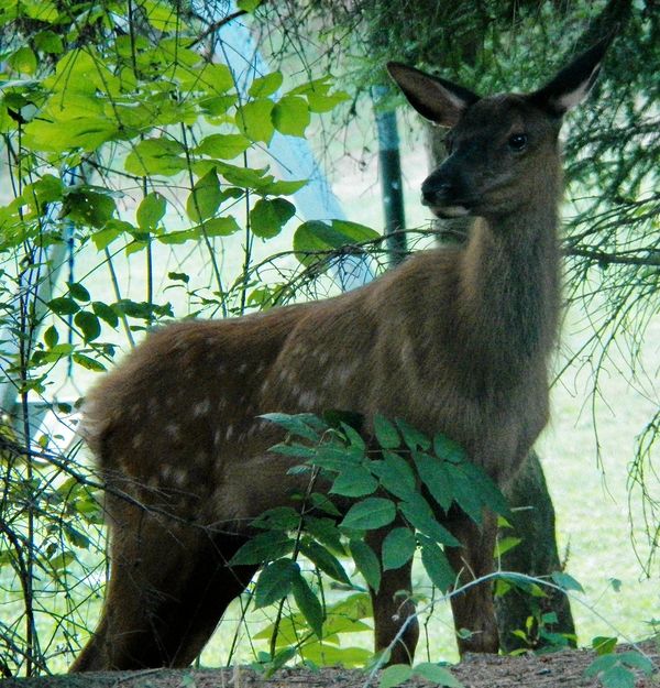 Elk Fawn in the Bennezette, PA area...
