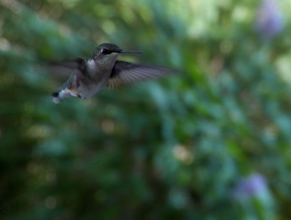 Hummingbird in the fall...