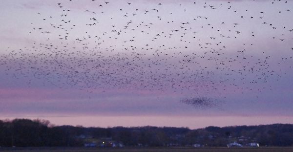 Hords of birds...