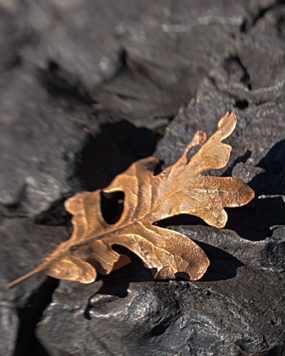 Oak Leaf on Lava...