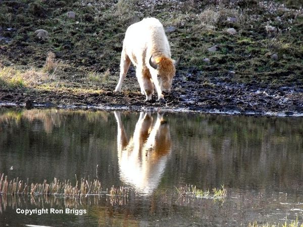 New to the park, an Albino Bison....