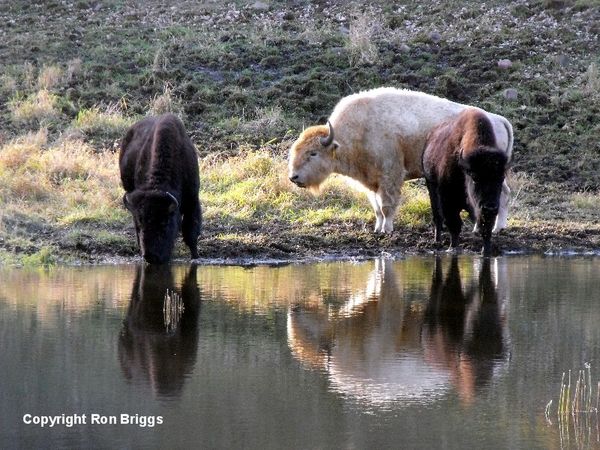 Bison at the water pond in their lower area....