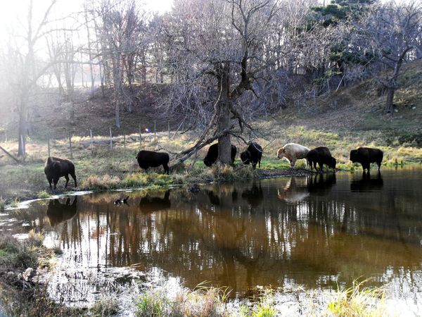 All of the park's bison at the water pond on their...