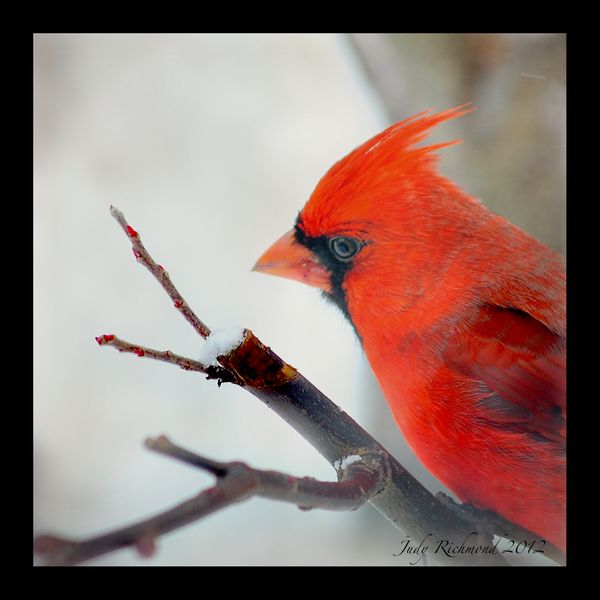 My first Cardinal picture of the year....
