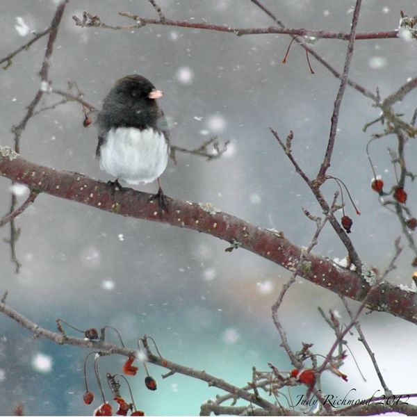 I think this little Junco looks like he was painte...