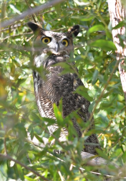 Roosting Horned Owl...