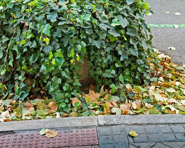 Potted Vine & Loose Leaves, Madrid...
