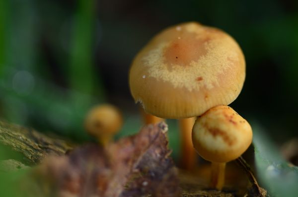 tiny mushroom...
