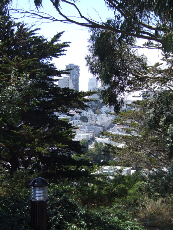 city scape through trees up by Coit tower SF...