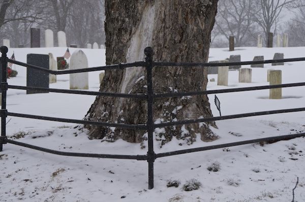 Lines, an old cemetery , snow and a big tree can b...