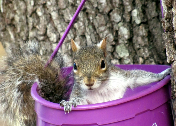 I know not everyone likes squirrels but I love all...