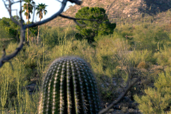 Barrel cactus - original...
