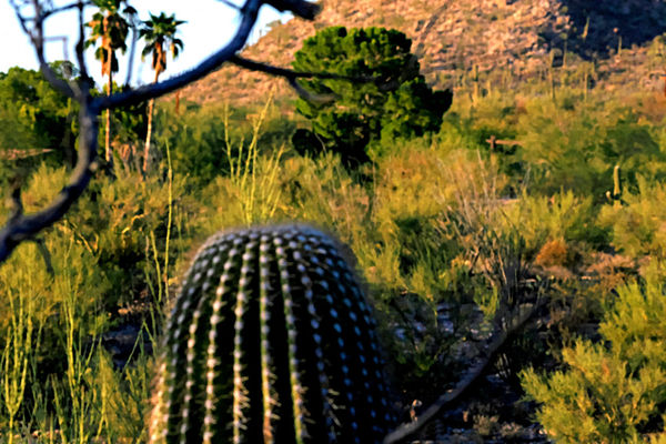 Barrel cactus - tonemapped...