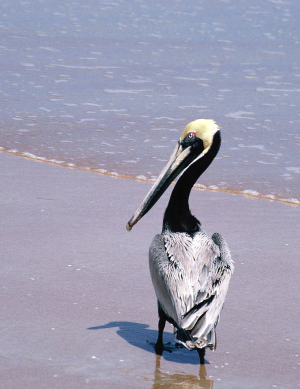 Pelican on beach...