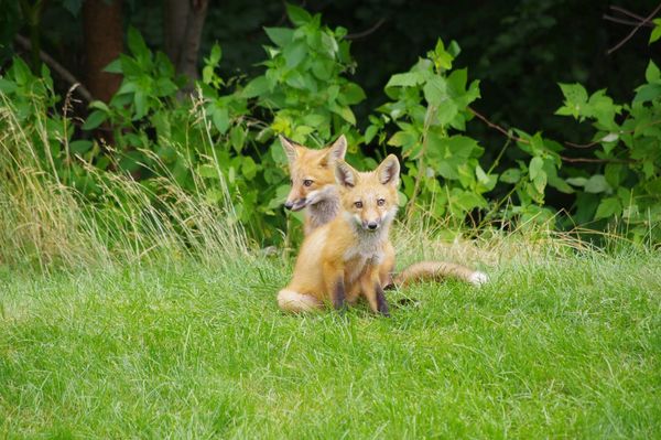 Young Foxes...