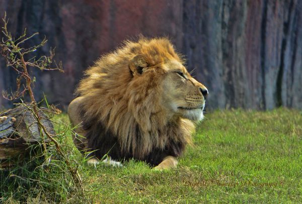 African Lion...