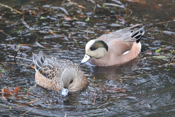 American Wigeons at Delta Ponds 1-1-12...